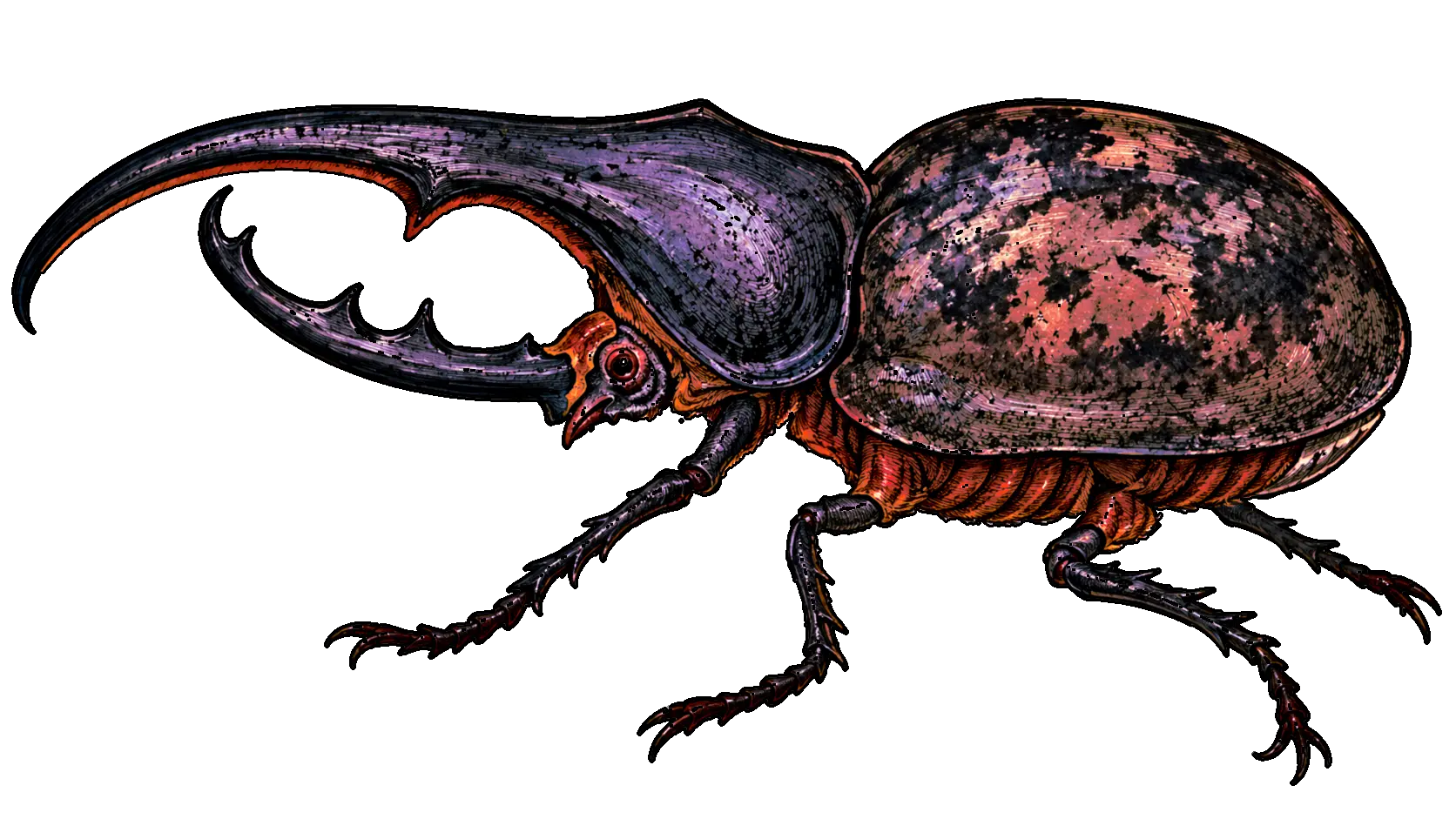 Dune Beetles