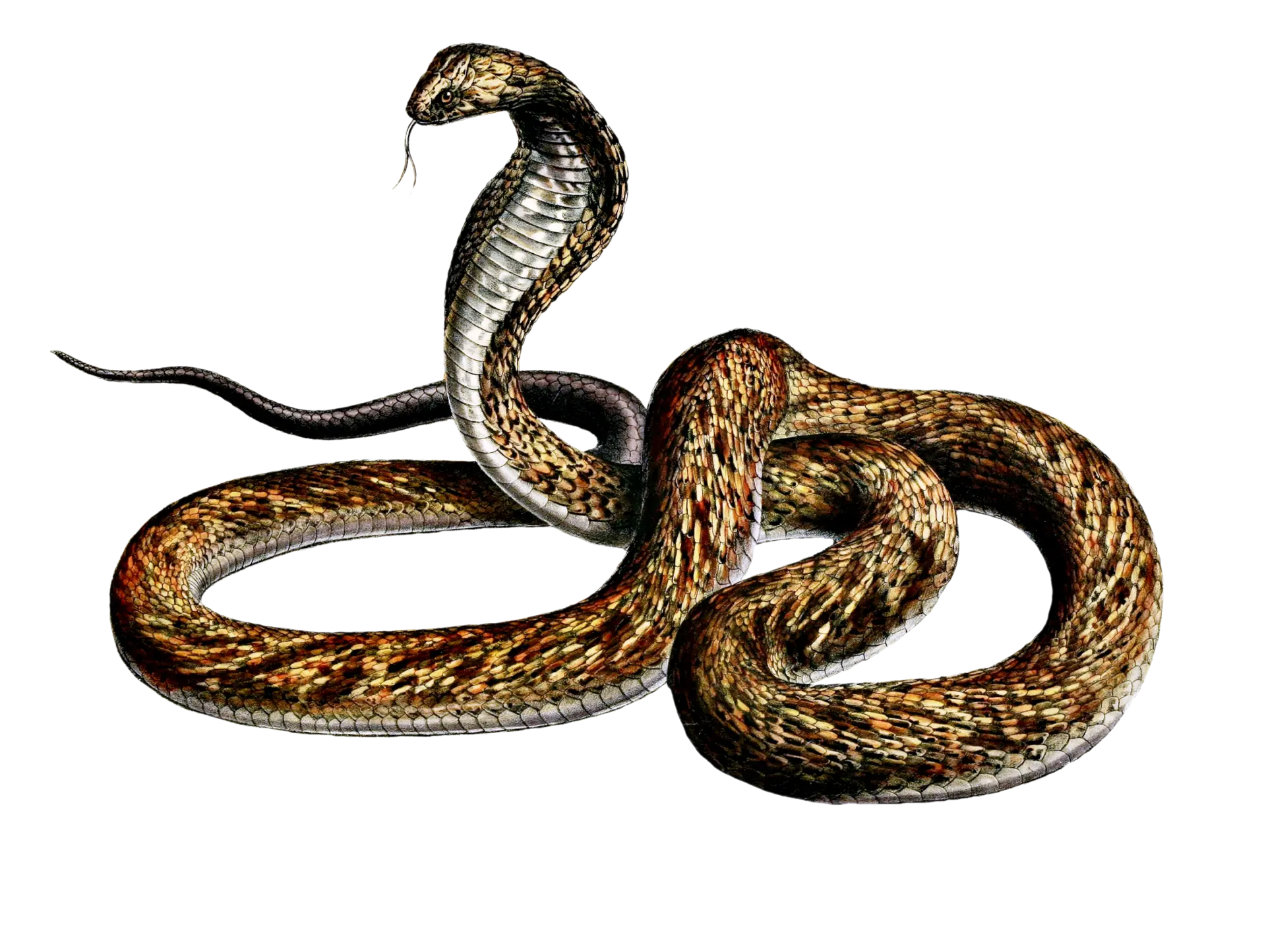 Giant Serpent
